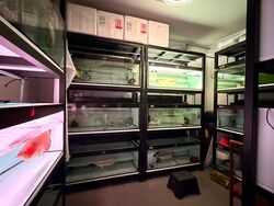 Ping-an Gardens (D16), Shop House #591314811